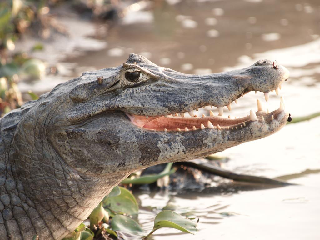 Pousada Do Rio Mutum Barao de Melgaco Eksteriør billede